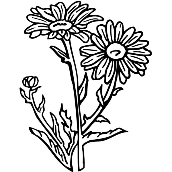 FLOWER17 Miniaturansicht