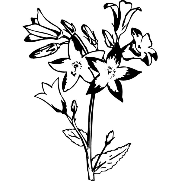 FLOWER25 Miniaturansicht